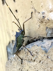 Paradasynus spinosus