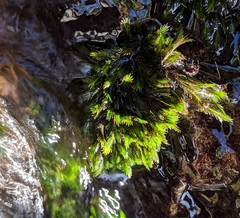 Fissidens grandifrons