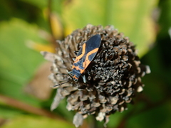 Lygaeus turcicus