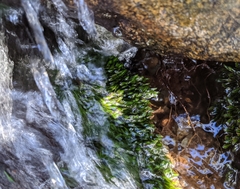 Fissidens grandifrons