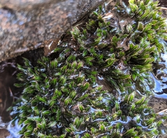 Fissidens grandifrons