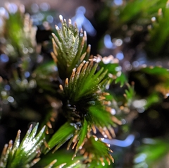 Fissidens grandifrons