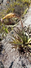 Tillandsia lajensis