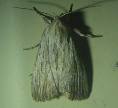 Catabena lineolata