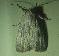 Catabena lineolata