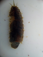 Paralepidonotus ampulliferus