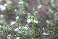 Pimelea pseudolyallii