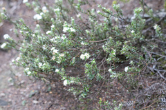 Pimelea pseudolyallii