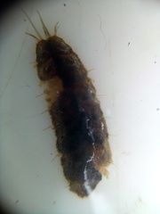 Paralepidonotus ampulliferus