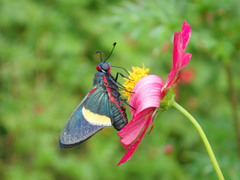 Mysoria barcastus