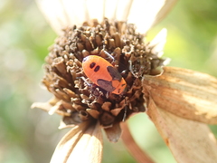 Lygaeus turcicus