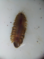 Paralepidonotus ampulliferus