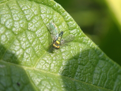 Condylostylus