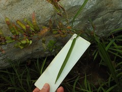 Tadehagi triquetrum