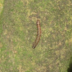 Austramathes purpurea