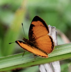 Tegosa pastazena