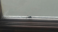 Evania appendigaster