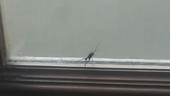 Evania appendigaster