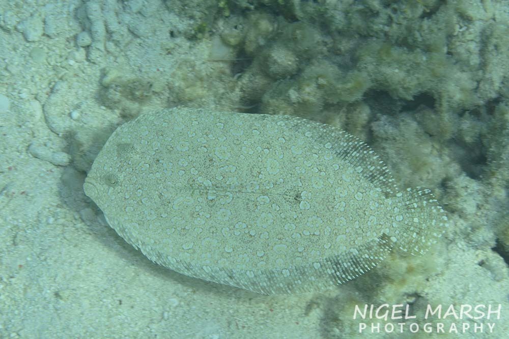 Panther Flounder from Gladstone, QLD, Australia on November 7, 2020 at