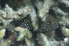 Epinephelus ongus