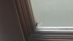 Evania appendigaster