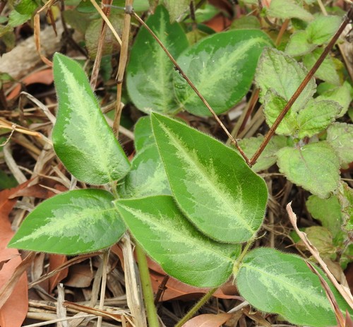 Silverleaf Desmodium