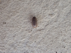 Armadillidium vulgare