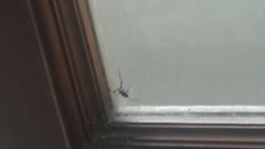 Evania appendigaster