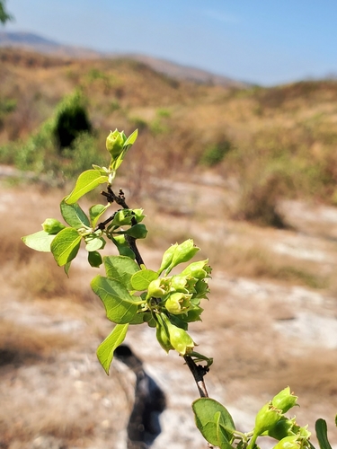 Combretum subumbellatum image