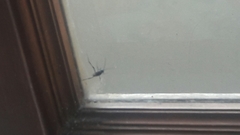 Evania appendigaster