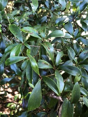 Ternstroemia gymnanthera