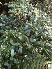 Ternstroemia gymnanthera