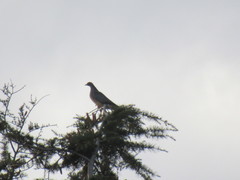 Patagioenas
