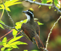 Pitangus sulphuratus