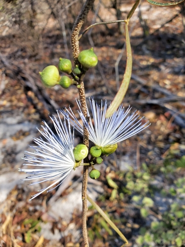 Thilachium angustifolium