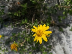 Calanticaria greggii