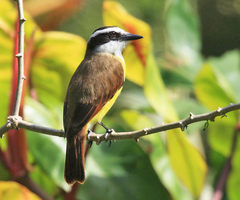 Pitangus sulphuratus