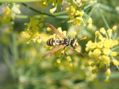 Polistes dominula
