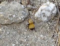Dasymutilla arenivaga