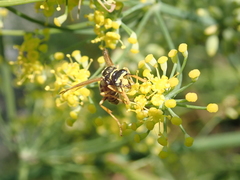 Polistes dominula