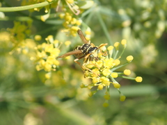 Polistes dominula
