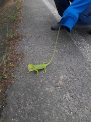 Polychrus gutturosus