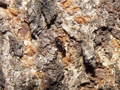 Colobopsis mississippiensis