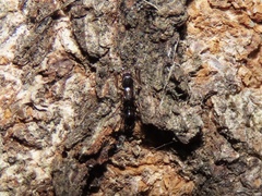 Colobopsis mississippiensis