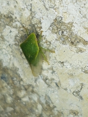 Proranus