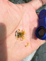 Calanticaria greggii