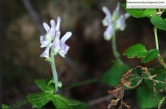 Aconitum alboviolaceum