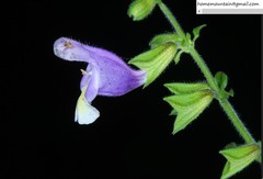 Salvia umbratica