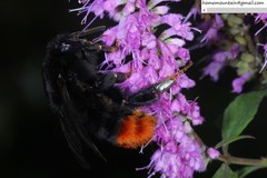 Bombus ignitus