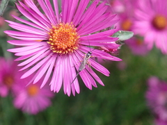 Pimplinae